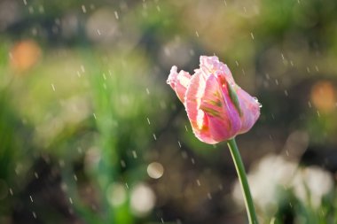Flowers under the rain clipart