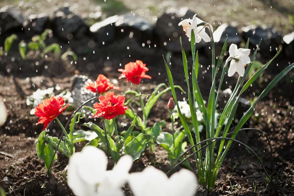 Daffodils under the rain — Stock Photo, Image