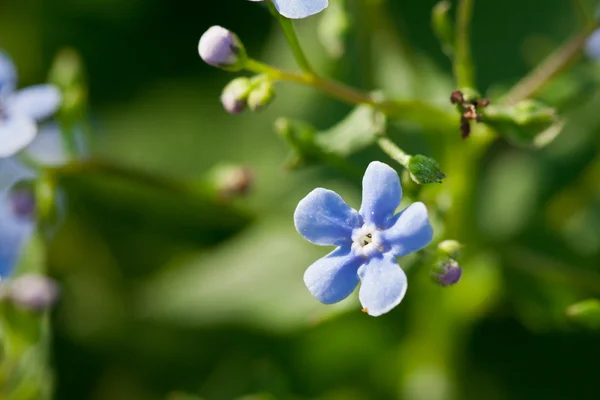 Sininen kukka (unohda minut) ) — kuvapankkivalokuva