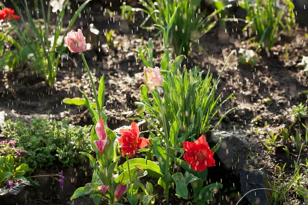 Тюльпаны под дождем — стоковое фото