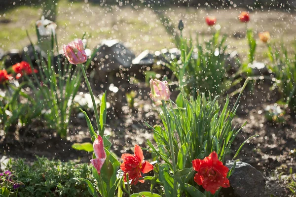 Kwiaty w deszczu — Zdjęcie stockowe