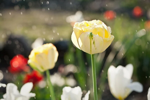 Tulips under the rain — Stock Photo, Image