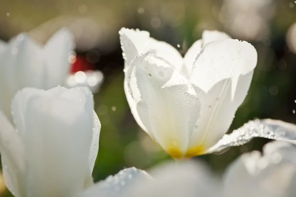 Tulpen onder de regen — Stockfoto