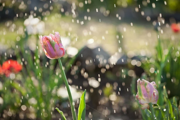 Tulips under the rain — Stock Photo, Image