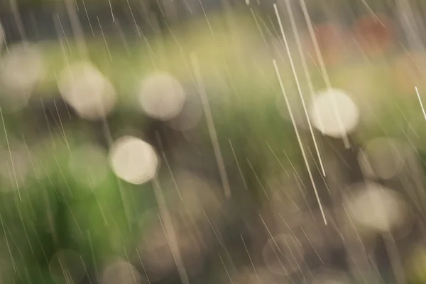 在花园里的春天雨 — 图库照片