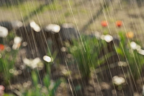 Весенний дождь в саду — стоковое фото