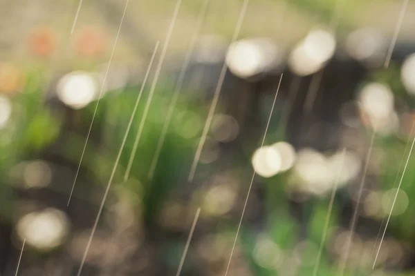 Весенний дождь в саду — стоковое фото