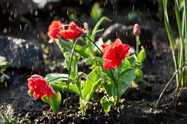 Flowers under the rain — Stock Photo, Image