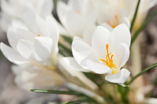 stock image Early flower - crocus