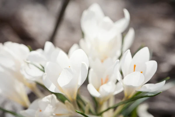 Varhainen kukka - krookus — kuvapankkivalokuva