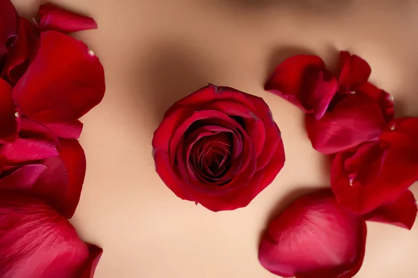 Vrouw buik met rode rosebud en bloemblaadjes — Stockfoto
