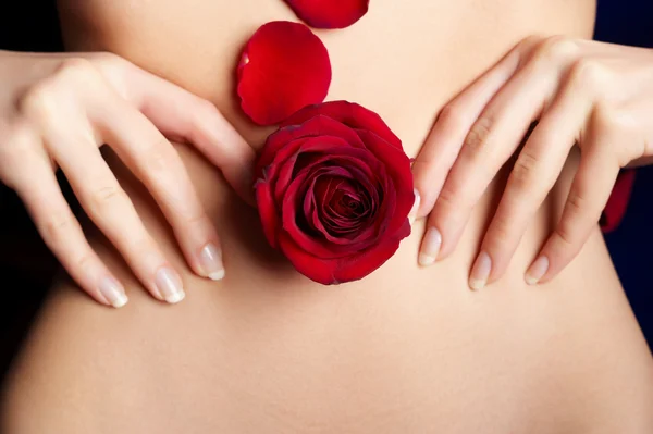 Женский живот с бутоном красной розы и лепестками — стоковое фото