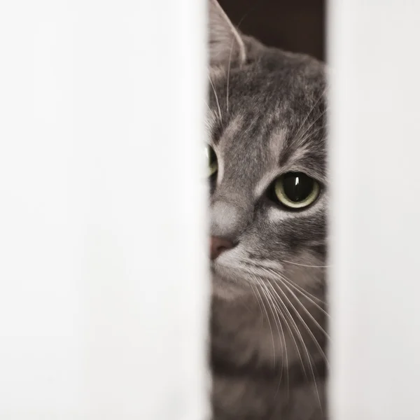 Kíváncsi macska — Stock Fotó