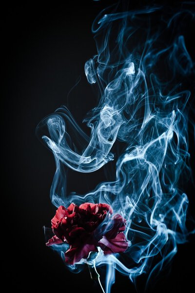 Dried flower in the smoke over black background. Shallow depth of field
