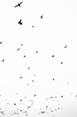 Flock of birds flying clipart