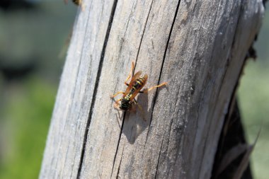 yellow jacket