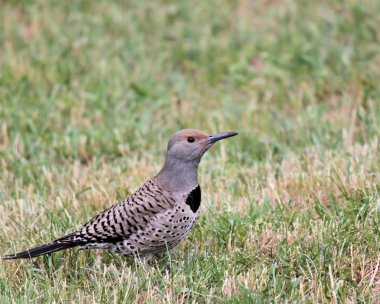 Northern Flicker clipart