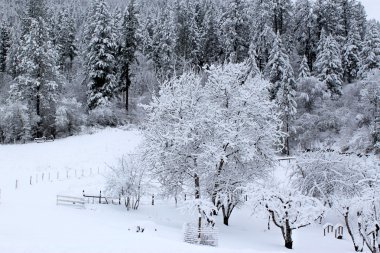 Idaho şiddetli kar yağışı