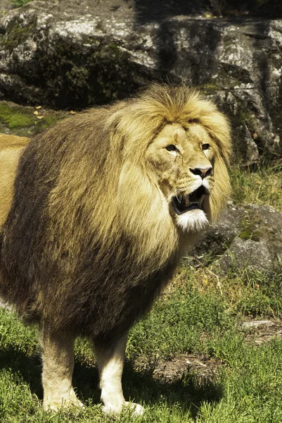 Lejon i en djurpark 2 — Stockfoto