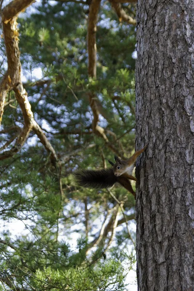 Esquilo no pinheiro — Fotografia de Stock