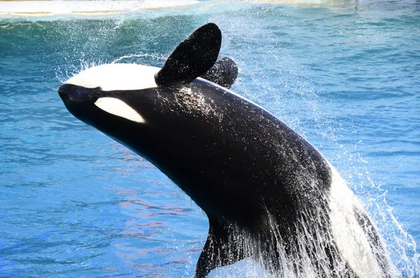 Orca in action — Stock Photo, Image