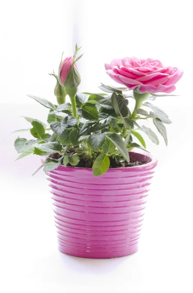 Rose potted — Stock Photo, Image