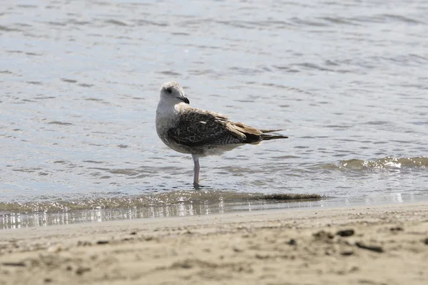 Молодая чайка на пляже — стоковое фото