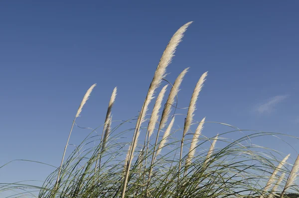 stock image Reed flower against a blue sky