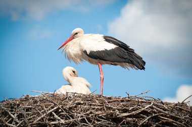 Two storks sitting in a nest clipart