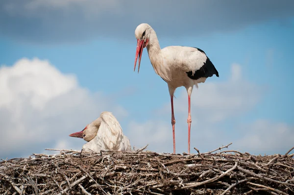 Twee ooievaars zitten in een nest — Stockfoto