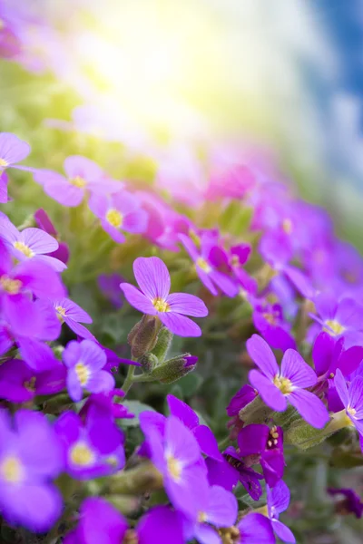 Piękne fioletowe kwiaty w ogrodzie — Zdjęcie stockowe