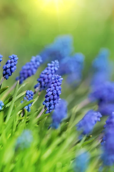 Flor de campanas azules (Muscari armeniacum ) —  Fotos de Stock