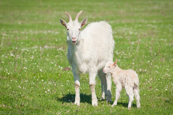 ヤギと子供と一緒に夏の風景 — ストック写真