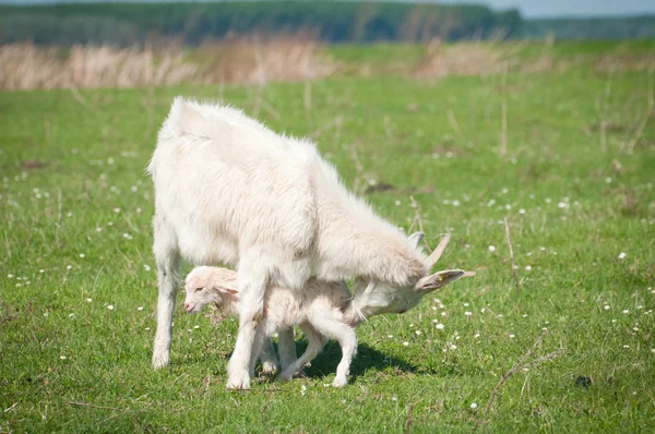 Peisaj de vară cu o capră și un copil — Fotografie, imagine de stoc
