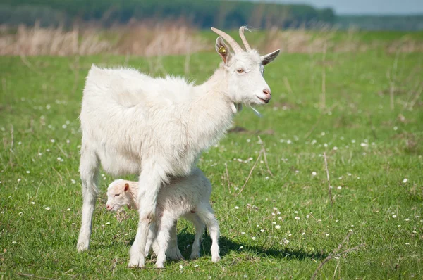Paisagem de verão com uma cabra e uma criança — Fotografia de Stock