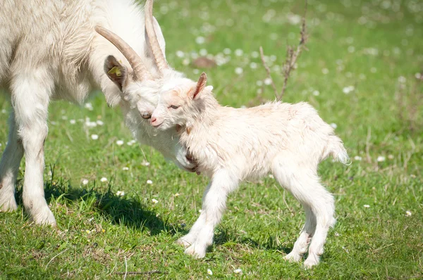 Летний пейзаж с козой и ребенком — стоковое фото
