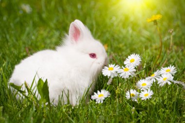 Cute Rabbit in Grass clipart