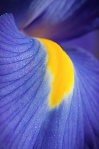 Bel iris bleu avec des gouttes gros plan — Photo