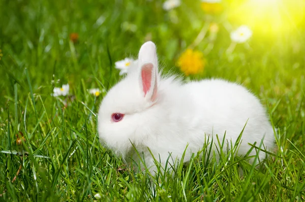 Милый кролик в траве — стоковое фото