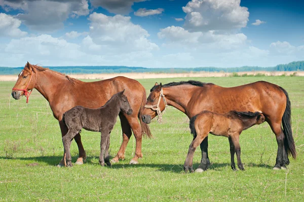 Stute und Fohlen auf der Weide — Stockfoto