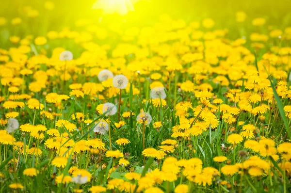 Sarı karahindiba çiçeği — Stok fotoğraf
