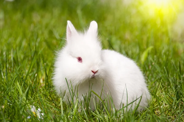 可爱的野兔在草地上 — 图库照片