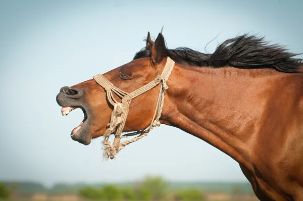 Cavalo engraçado Imagens Royalty-Free
