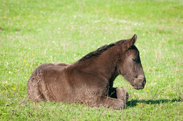 Foal on the pasture — Stock Photo, Image