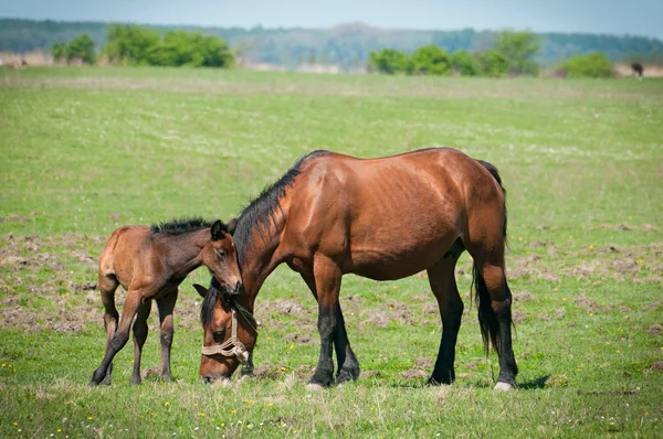 Mare and foal on the pasture — Stock Photo, Image