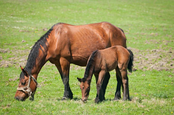 Mare and foal on the pasture — Stock Photo, Image