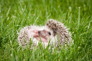 Hedgehog in the green grass clipart