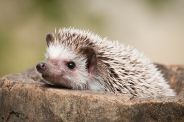 Hedgehog in the wild wood clipart