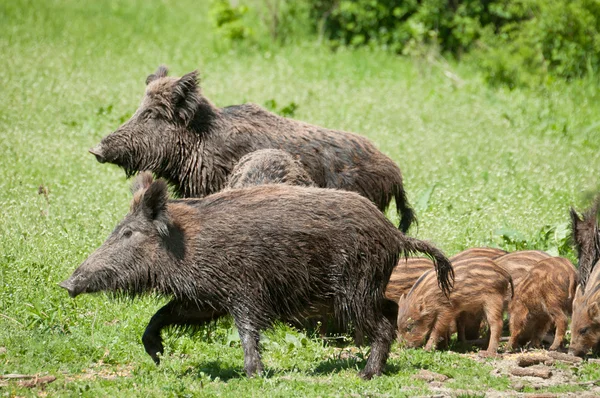 Yaban domuzu ve domuz yavruları. — Stok fotoğraf