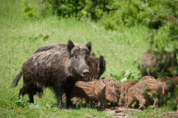 stock image Wild boar with piglets